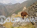 Machu-Picchu-020
