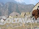 Machu-Picchu-021